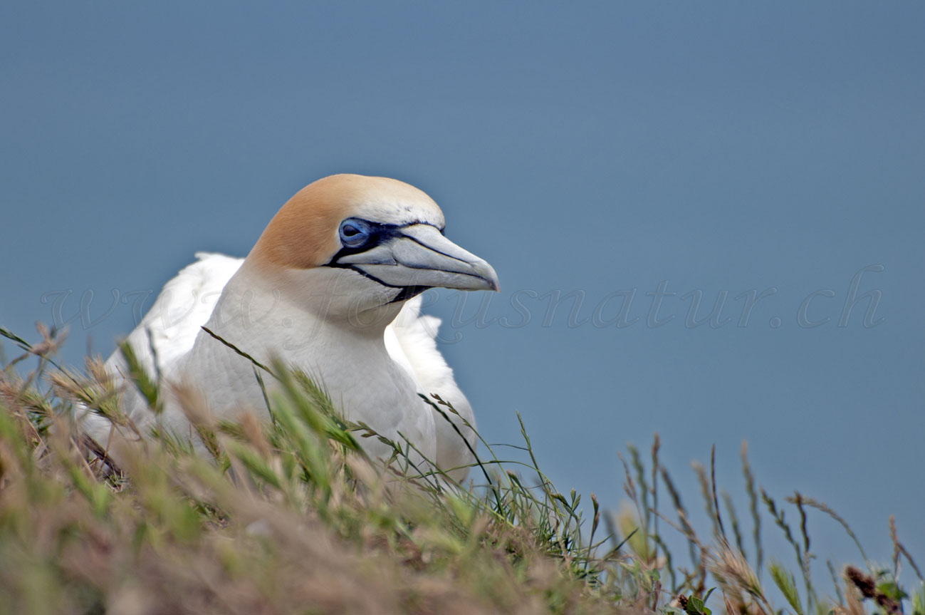 Cape Kidnappers