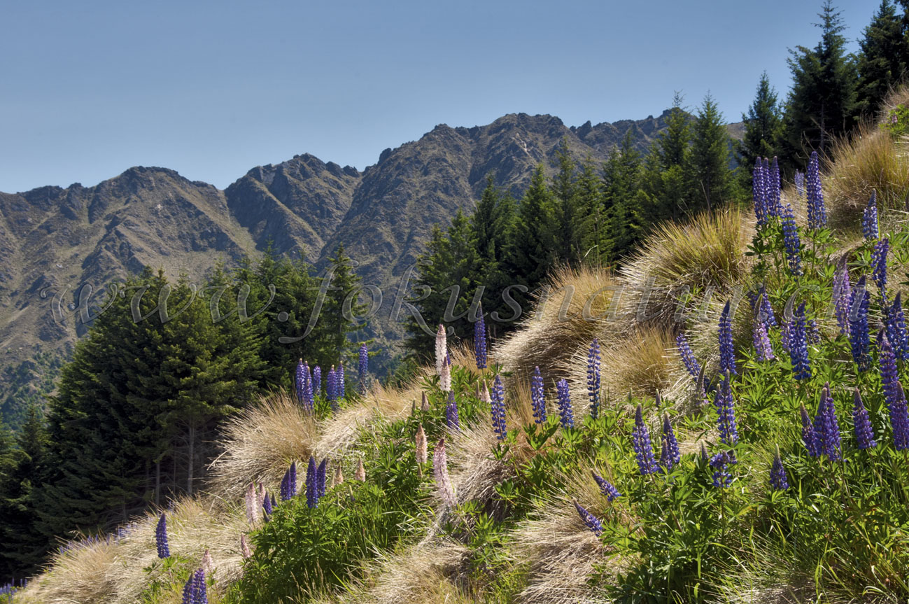 Lupinienlandschaft, Bobs Peak