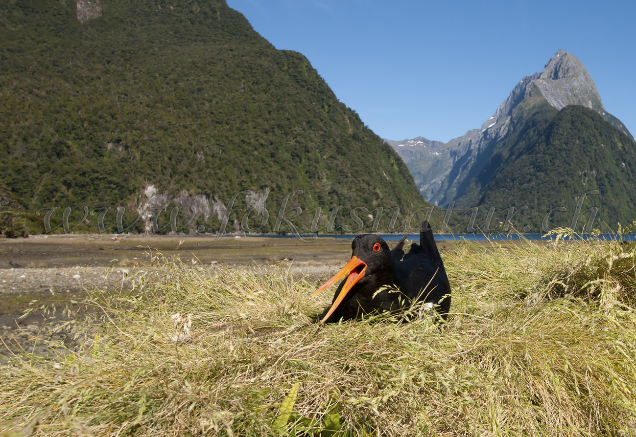 Austernfischer, Milford Sound