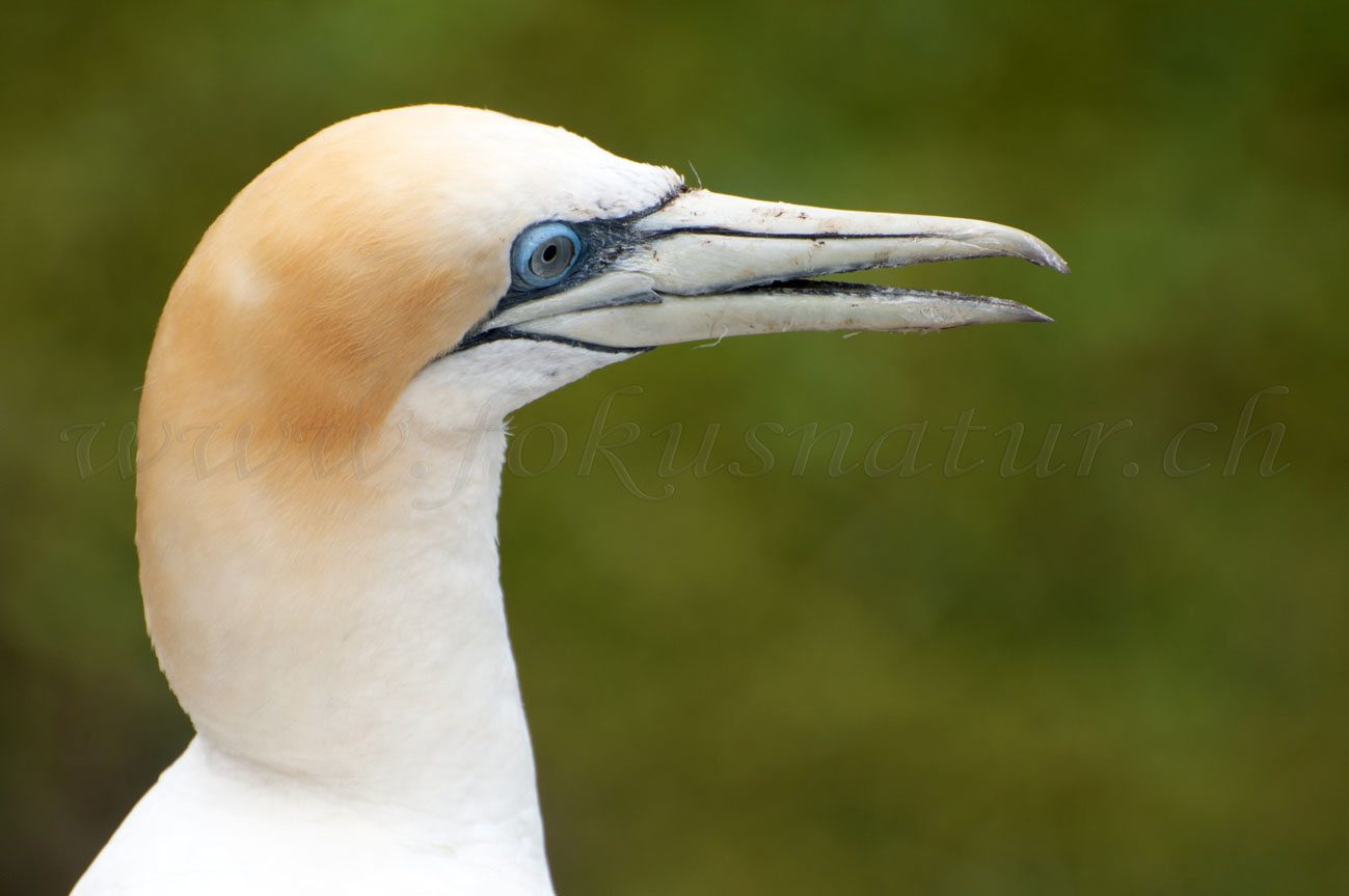 Tölpelportrait, Cape Kidnappers