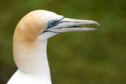 Tölpelportrait