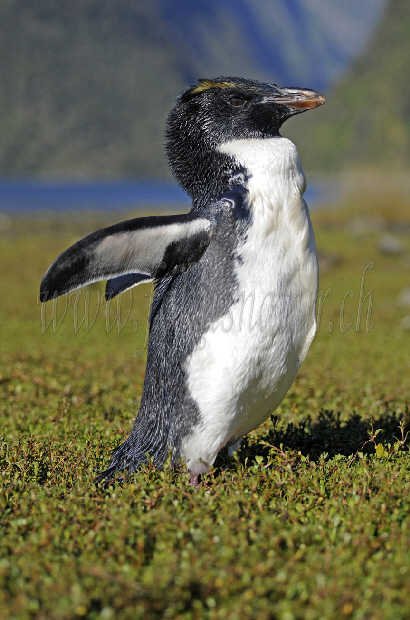 Pinguin, Fjordland NP