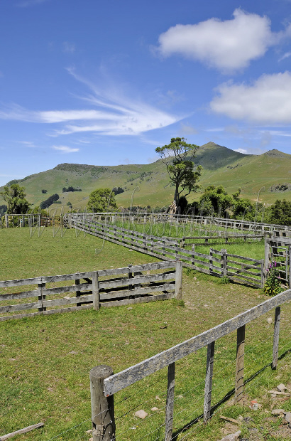 Weideland, Akaroa Halbinsel