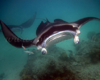 Manta