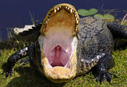 Alligator