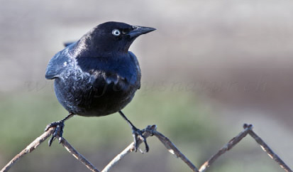 nordamerikanischer Singvogel