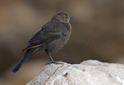 Brewers Blackbird