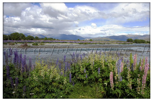 NZ 2502.104 - Lupinenlandschaft