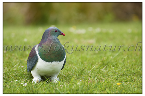 NZ 2502.116 - Kereru