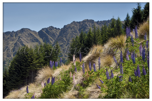 NZ 2502.119 - Lupinienlandschaft