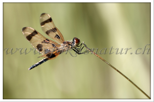 US 1509.115 - Celithemis