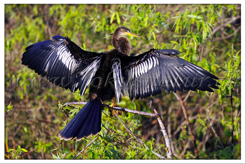 US 1509.119 - Anhinga